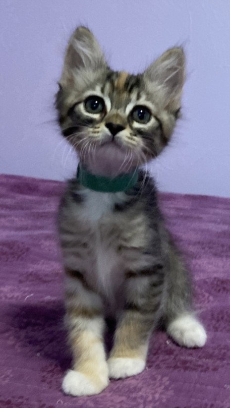 *GREEN GOBLIN, Baby Domestic Short Hair (medium coat), cat for adoption in Citrus Heights, California