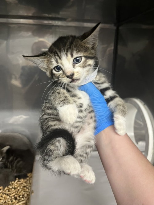 MINDY, Baby Domestic Short Hair (medium coat), cat for adoption in Citrus Heights, California