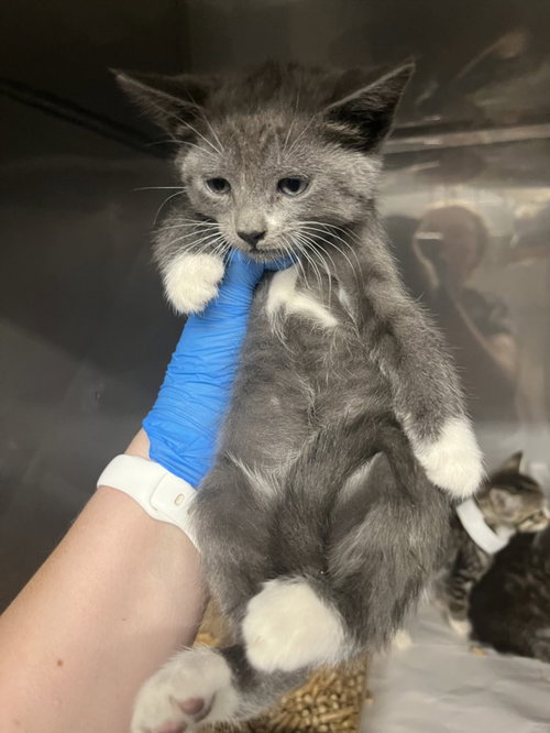 *LADY DIANA, Baby Domestic Short Hair (medium coat), cat for adoption in Citrus Heights, California