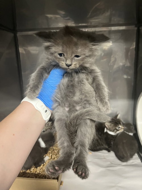 *ASH, Baby Domestic Medium Hair (medium coat), cat for adoption in Citrus Heights, California