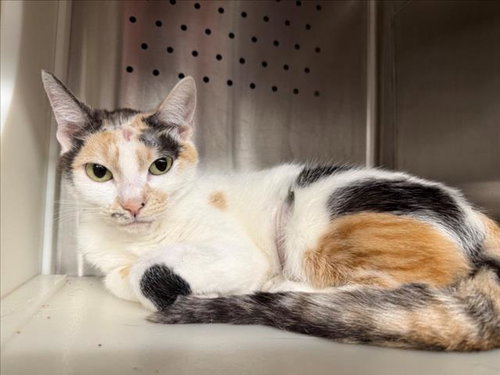 NEZUKO, Adult Domestic Short Hair (medium coat), cat for adoption in Citrus Heights, California