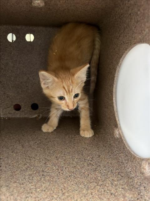 *SULLIVAN, Baby Domestic Short Hair (medium coat), cat for adoption in Citrus Heights, California
