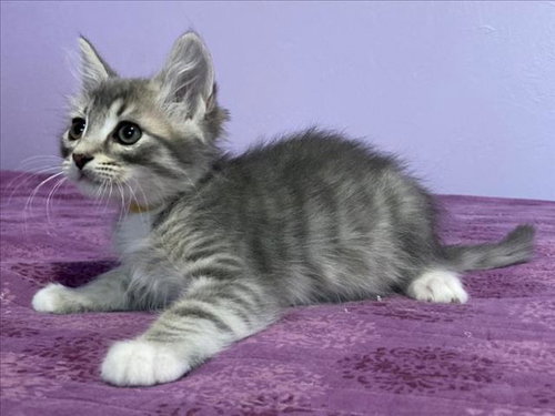 *YELLOW BEE, Baby Domestic Short Hair (medium coat), cat for adoption in Citrus Heights, California