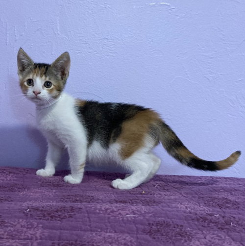 *SKYLARK, an adoptable Domestic Short Hair in Woodland, CA