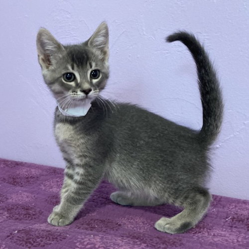 *FOGHORN, an adoptable Domestic Short Hair in Woodland, CA