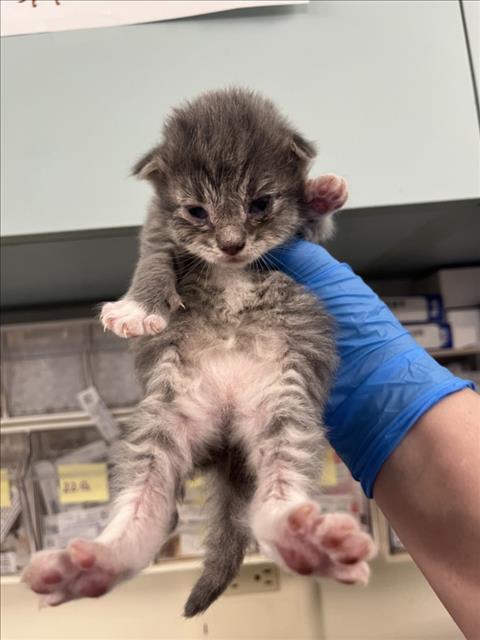 *SWEET PEA, an adoptable Domestic Medium Hair in Woodland, CA