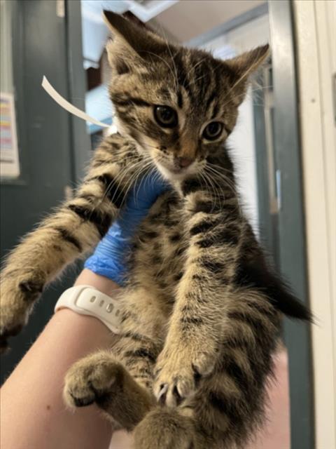 *SOPHIE, an adoptable Domestic Short Hair in Woodland, CA