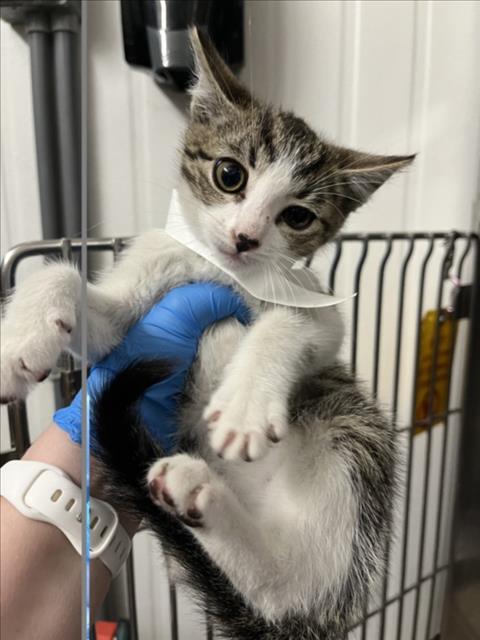 *CODY, an adoptable Domestic Short Hair in Woodland, CA