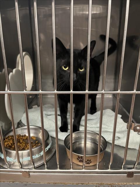 CLOVE, an adoptable Domestic Short Hair in Woodland, CA