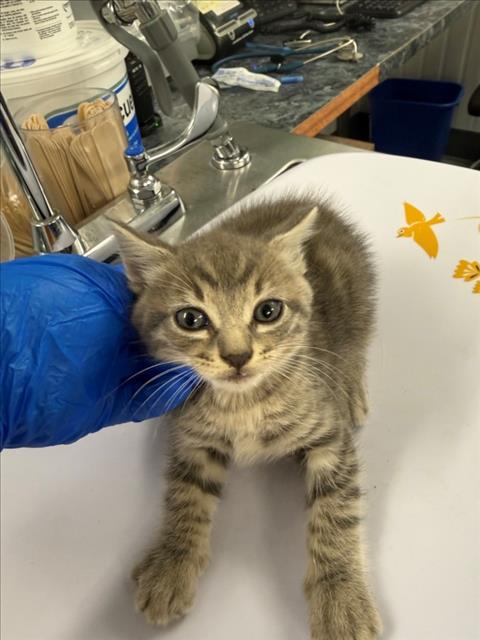 *JALAPENO, an adoptable Domestic Short Hair in Woodland, CA