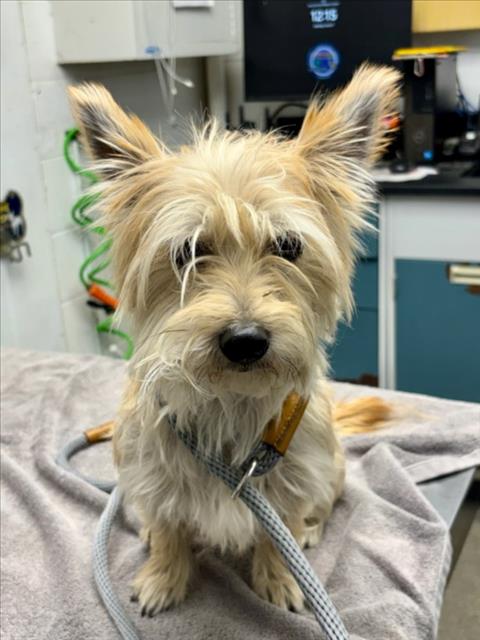STITCH, an adoptable Yorkshire Terrier Yorkie in Woodland, CA