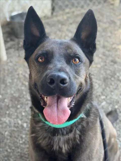 Nahla - German Shepherd Dog