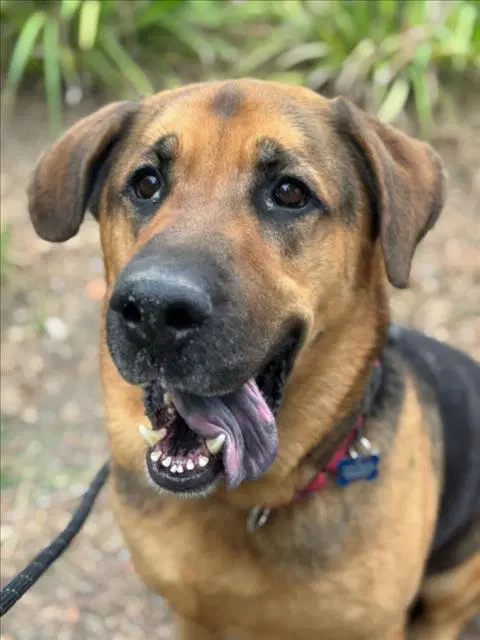 Samson - German Shepherd Dog