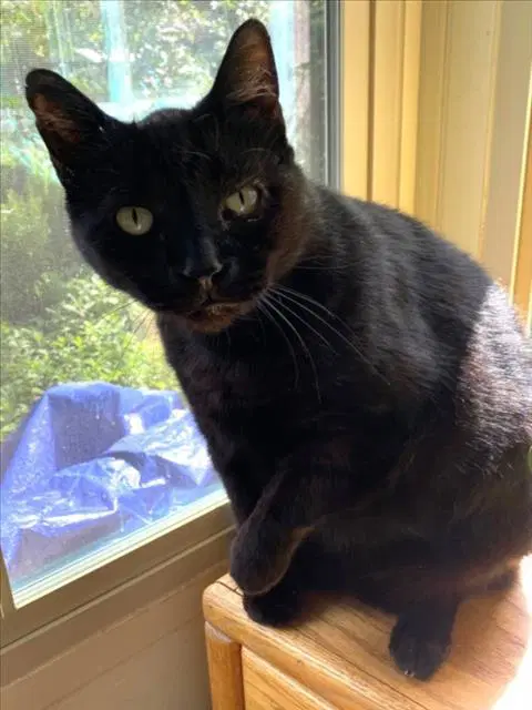 Luke - Domestic Short Hair