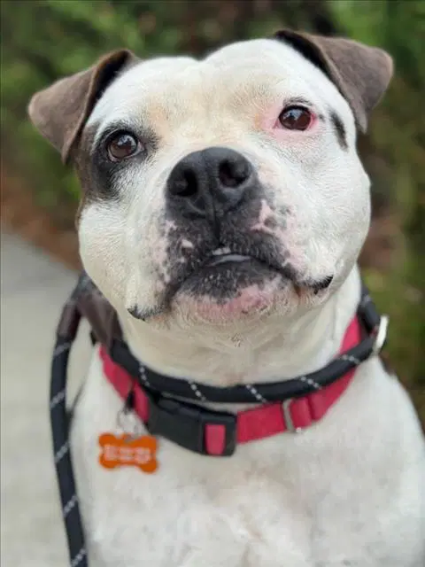 Shi-Loh - Pit Bull Terrier