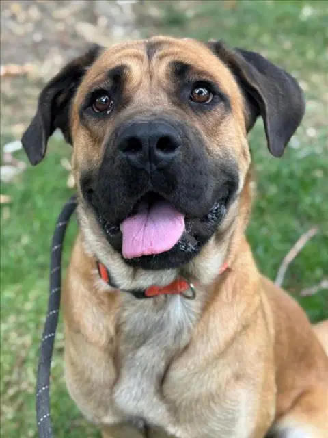 Herc - Mastiff