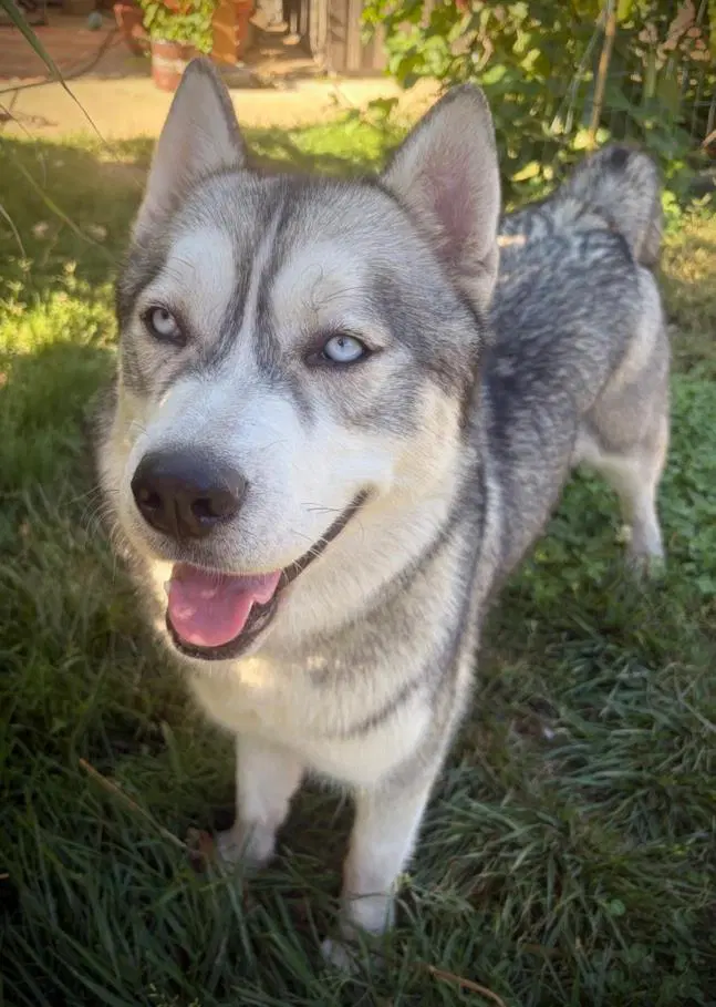 Capri - Husky