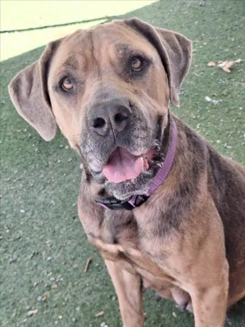 Peanutbutter - Cane Corso Mastiff