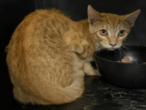 *Scout