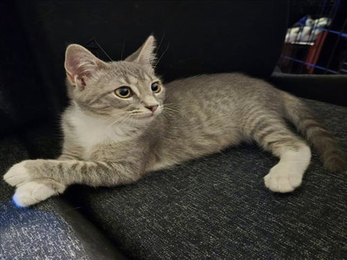 Tabitha