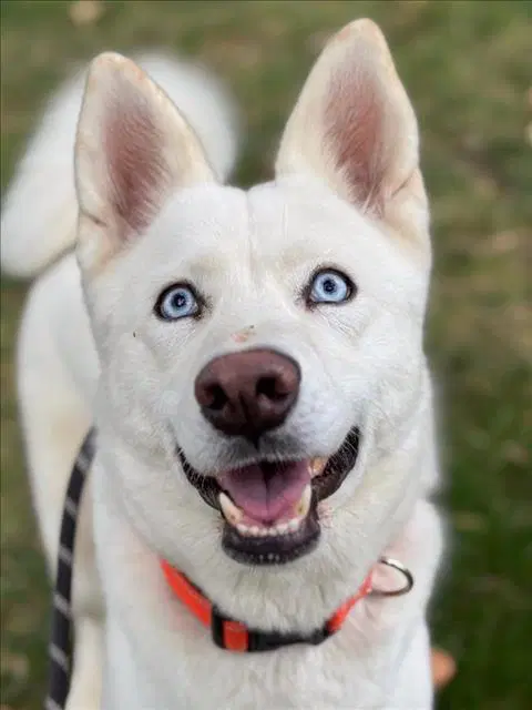 Maya - Siberian Husky