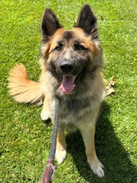 Emerald - German Shepherd Dog