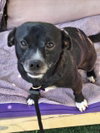 *JOLTEON — Woodland, CA Adoption