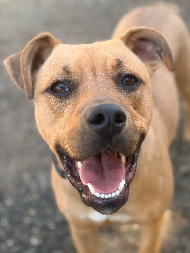 Pichu - Pit Bull Terrier