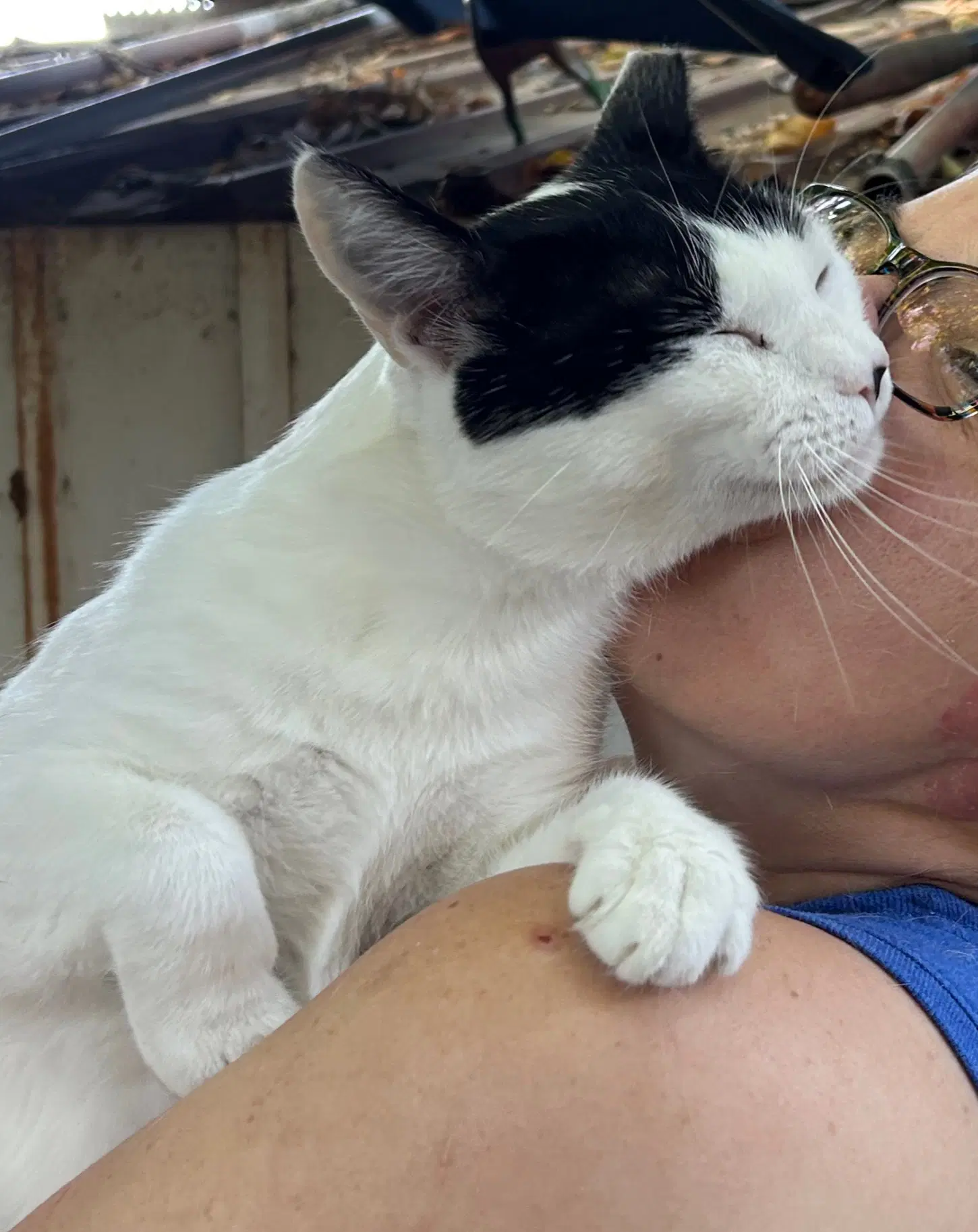 Slinky - Domestic Short Hair