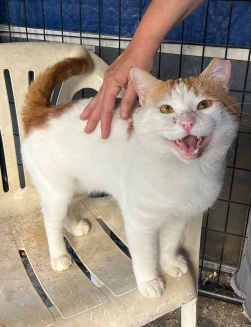 Chubby Checker, a cat for adoption from Yolo County Animal Services Shelter