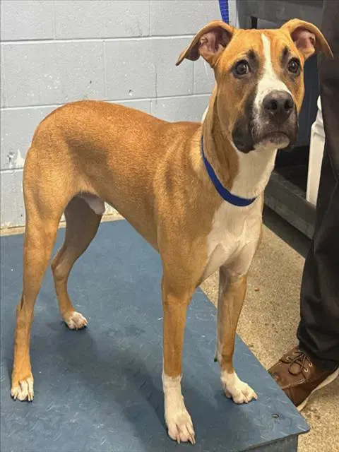 Chance - Pit Bull Terrier