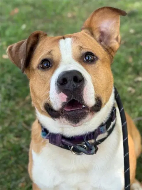 Prince - Pit Bull Terrier