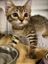STACIE — Woodland, CA Adoption