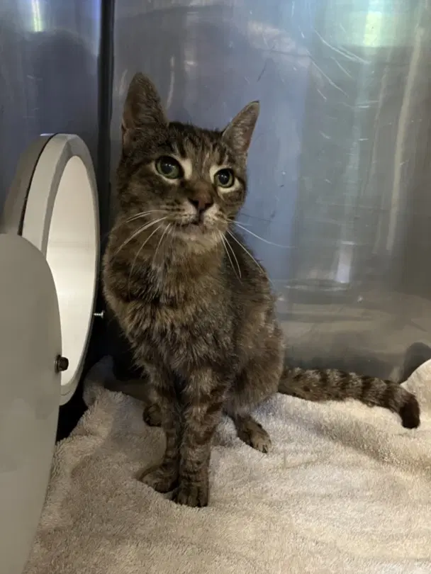 Kirka - Domestic Short Hair
