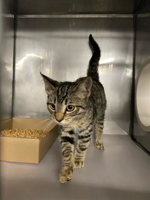 Roxy - Domestic Short Hair