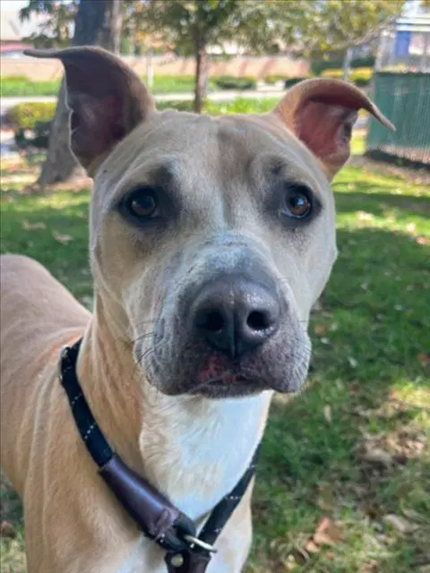 Mulan - Dogo Argentino