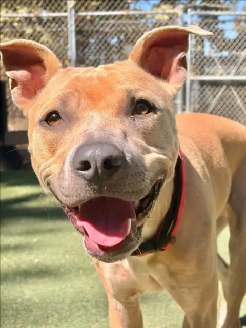 Mulan - Dogo Argentino