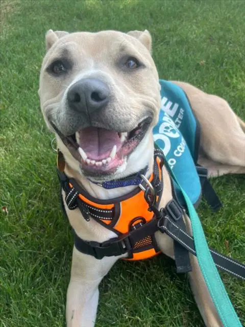 Mulan - Dogo Argentino