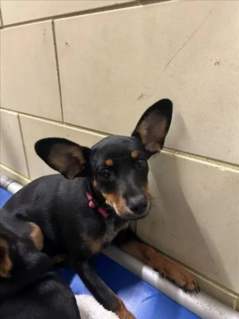 Wendy - Doberman Pinscher