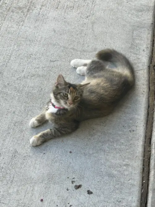 Miko - Domestic Medium Hair