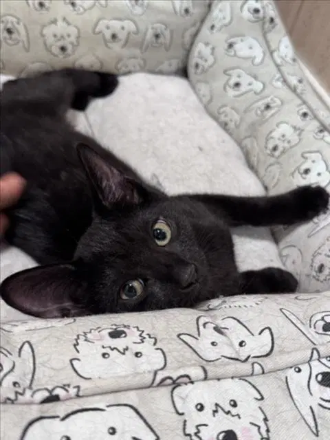 Jupiter - Domestic Short Hair