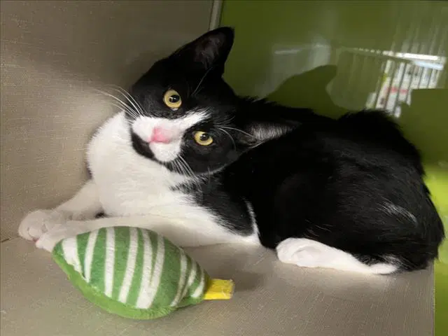Simon - Domestic Short Hair
