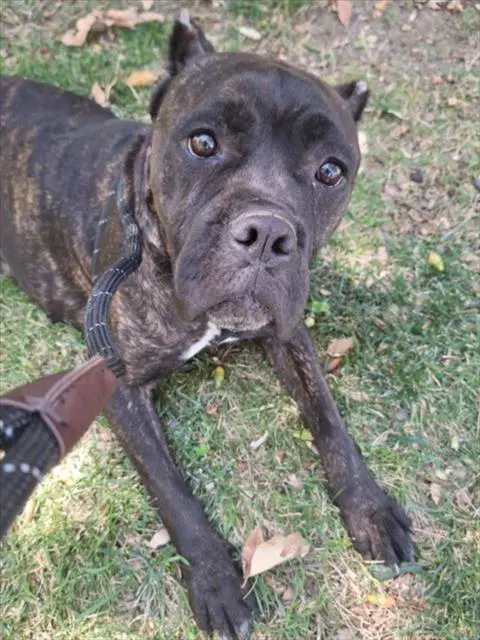 Emmi - Cane Corso