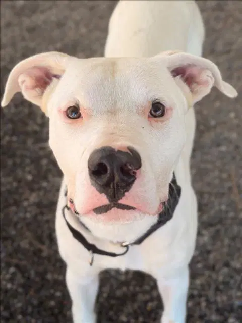 Abu - Pit Bull Terrier