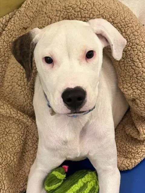 Doja - Pit Bull Terrier
