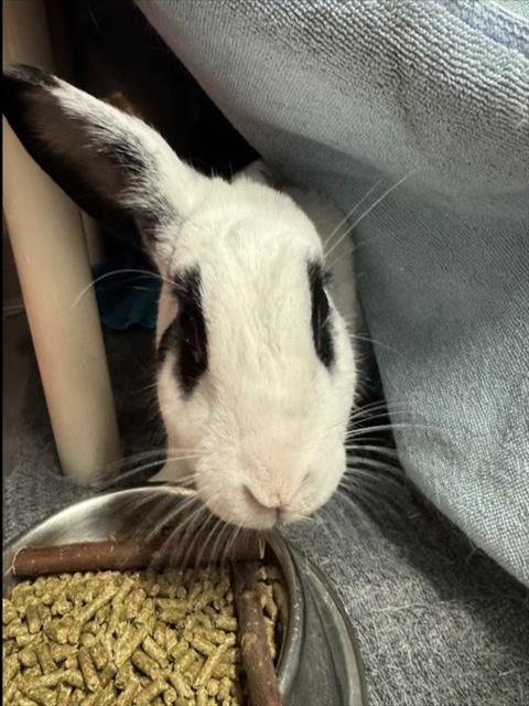 SUKI, a rabbit for adoption from Yolo County Animal Services Shelter