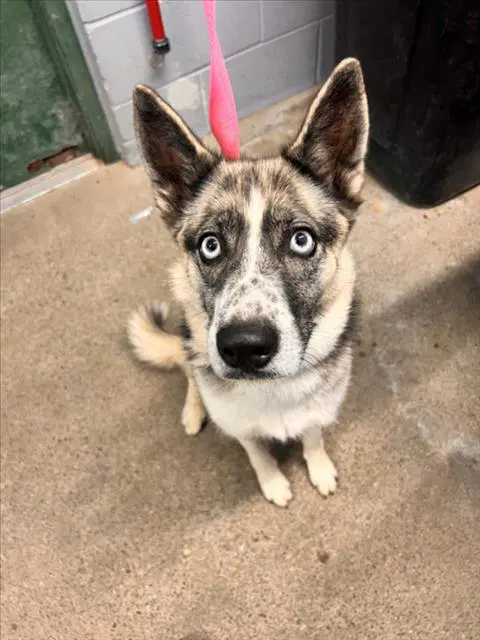 Frankie - Siberian Husky