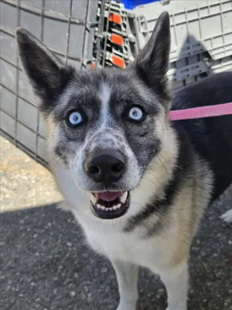 Frankie - Siberian Husky