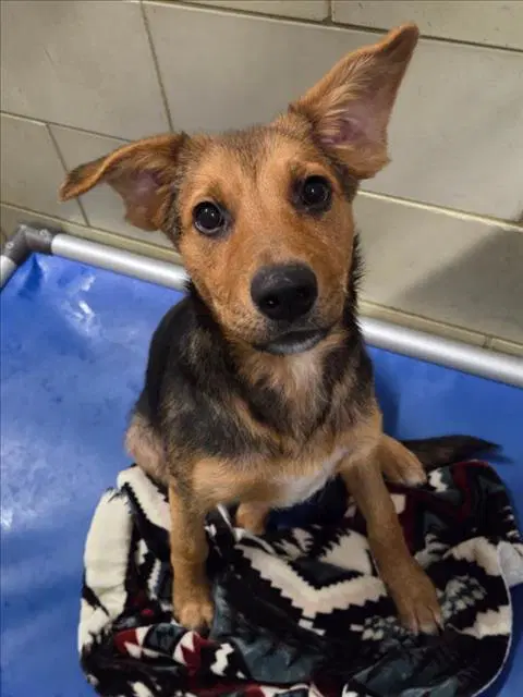 Mickey - German Shepherd Dog