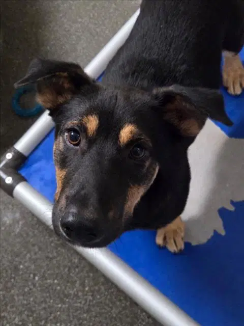 Donald Duck - German Shepherd Dog
